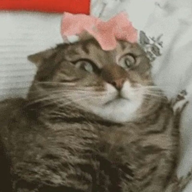 GIFs