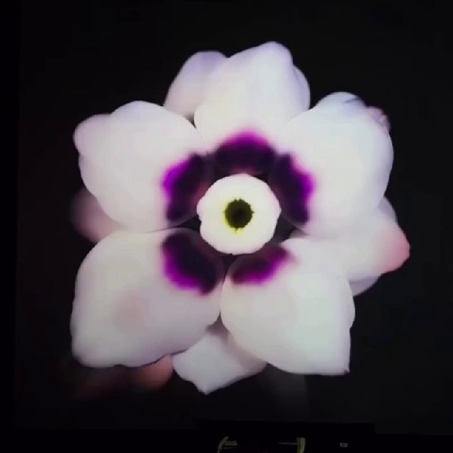 Seedorova