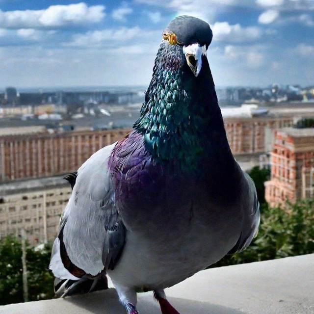 Живой канал