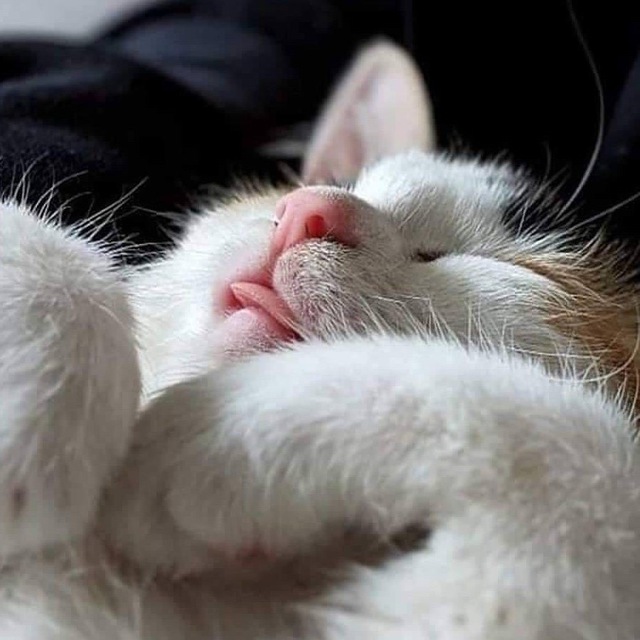Кошкины заморочки