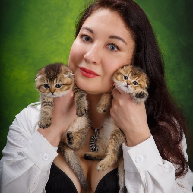 👑Шотландские котята👑 СПб