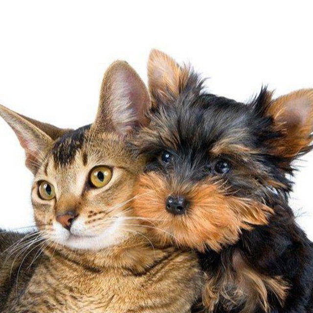 Домашние Кошки и Собаки