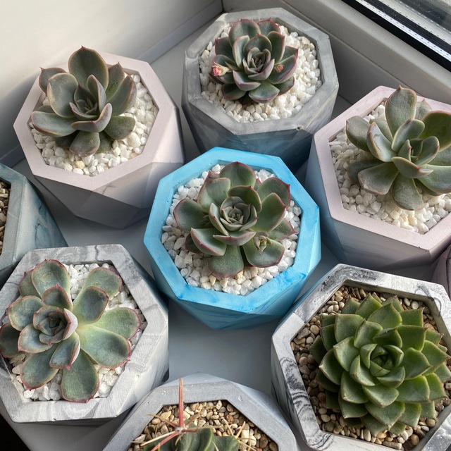 About_succulents_