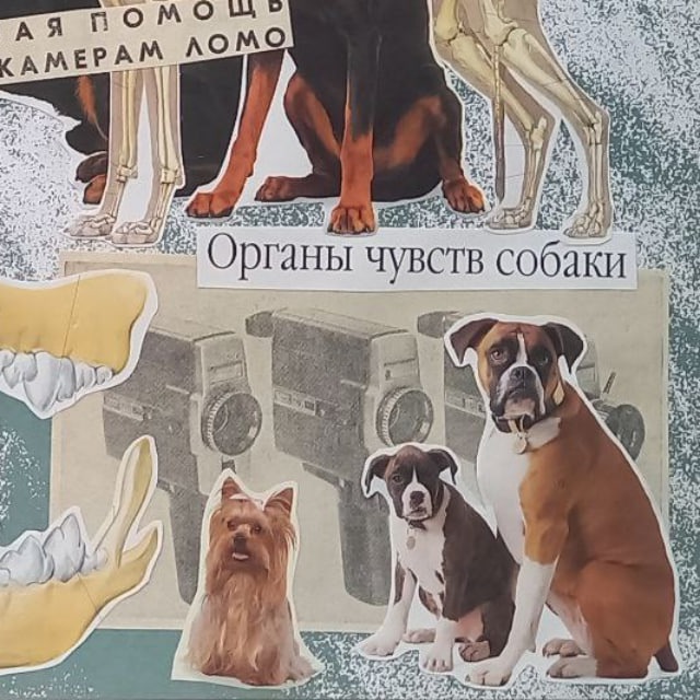 Кинология 👁🎬