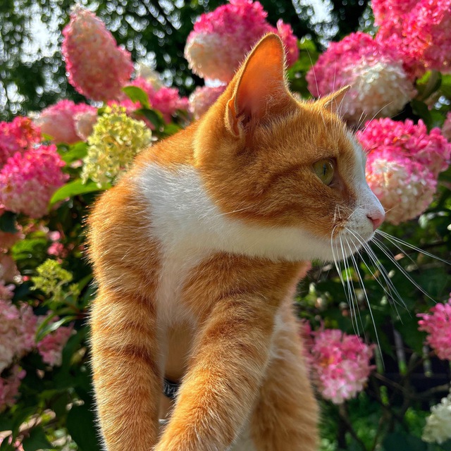 Ульянкинс🪷