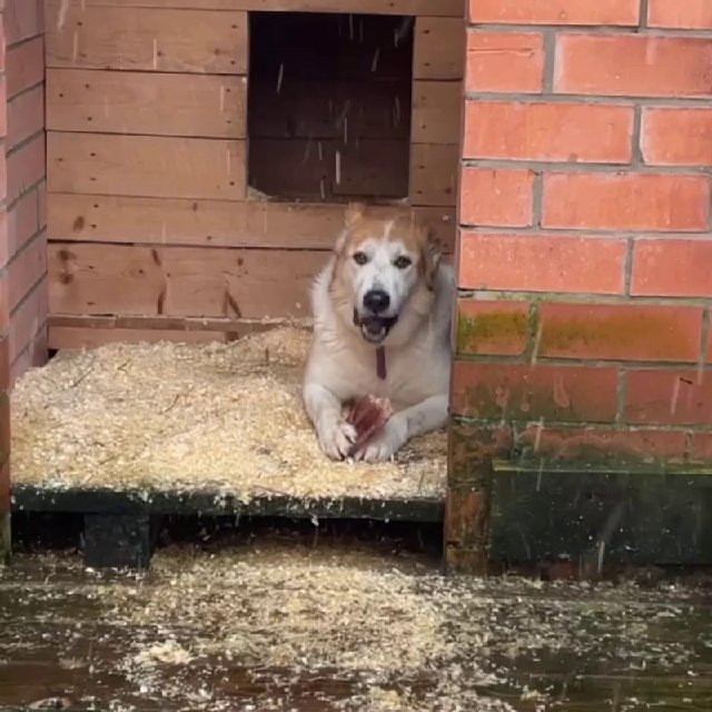 Хвосты с надеждой🐾 Eyes of dogs🐾