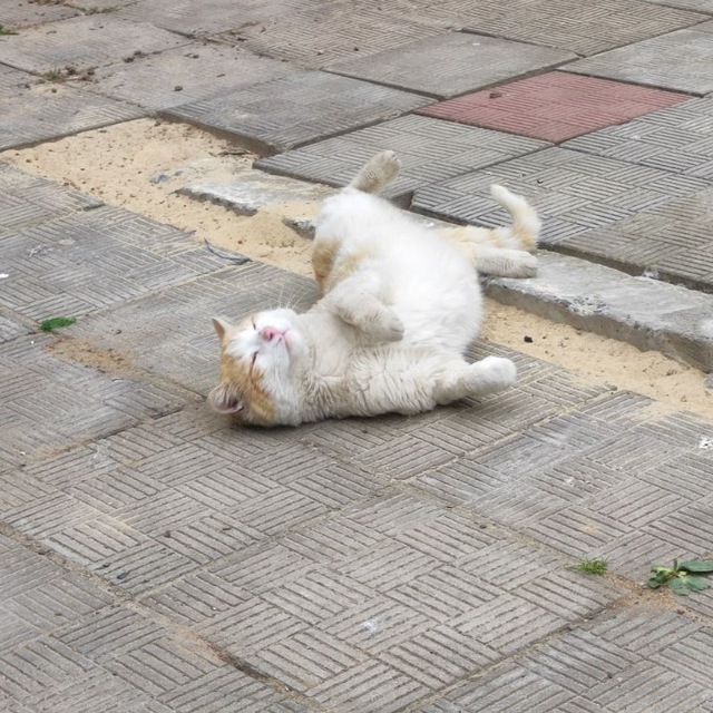 .° [ПОИСК АДМИНОВ] 𝑴𝒚 𝒄𝒂𝒕 𝒄𝒐𝒏𝒇𝒆𝒔𝒔𝒊𝒐𝒏 🐈🐾