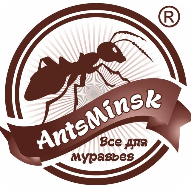 AntsMinsk Official