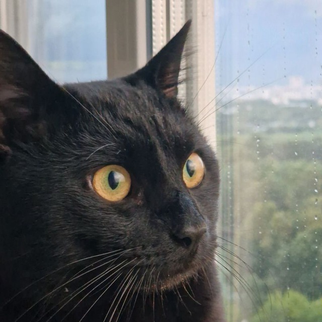 Котослав🐾