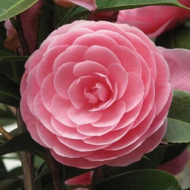 Camelliia_decor