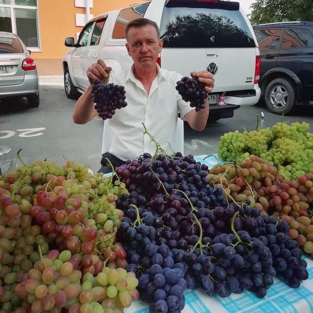 Саженцы Сызрань 🍏🍉🍒🍎🍐🍋🍓🍊