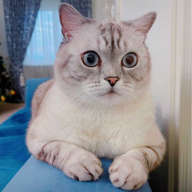 Кот Ириска