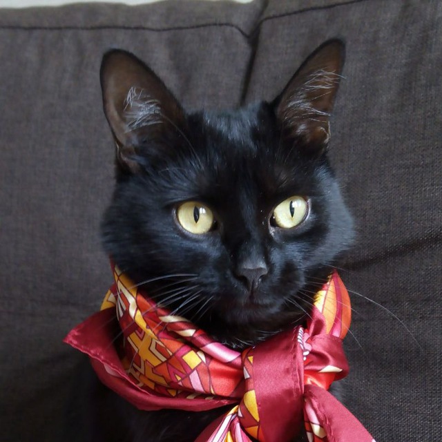 Сир Арчибальд 😻