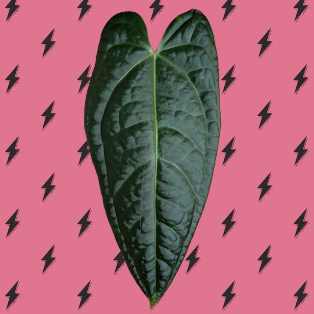 asya_plants