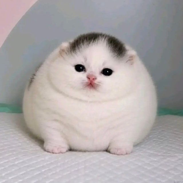 бесплатные котики