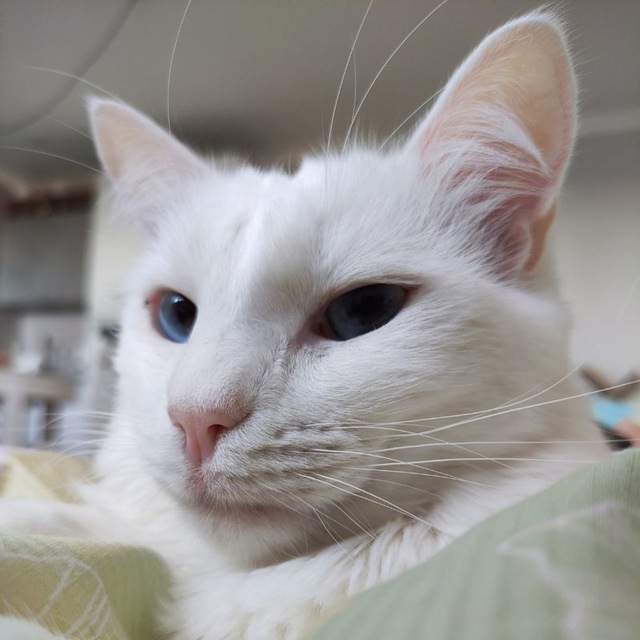 Обнимания с белым котом