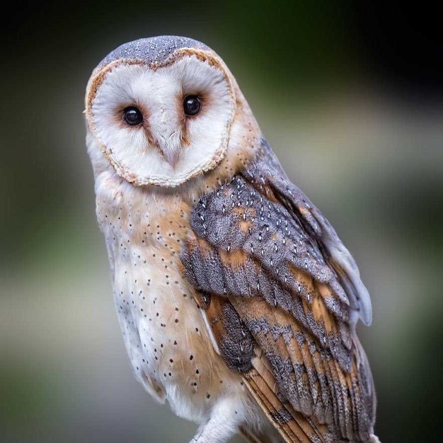 СОВЫ 🦉