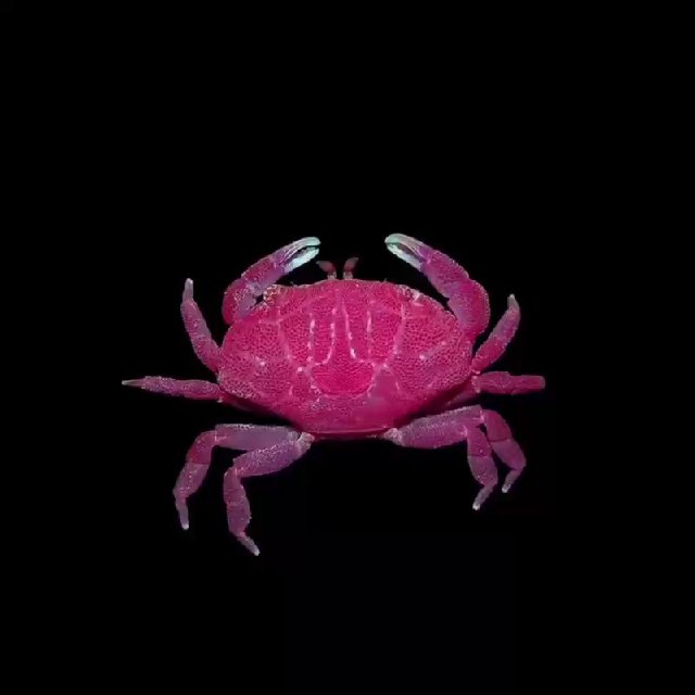 Krablab