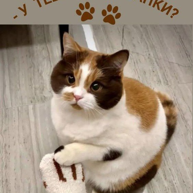 КотоФейная❤️ Кошачий позитив!