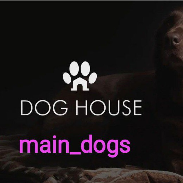 Main_dogs❤️