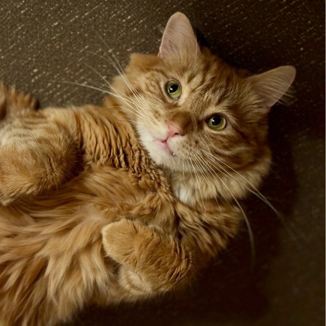 Котские мысли 👀