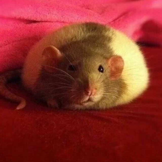rats daily + confession | 🐀📦