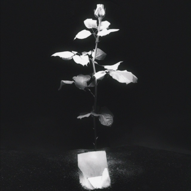 Reb'l Fleur