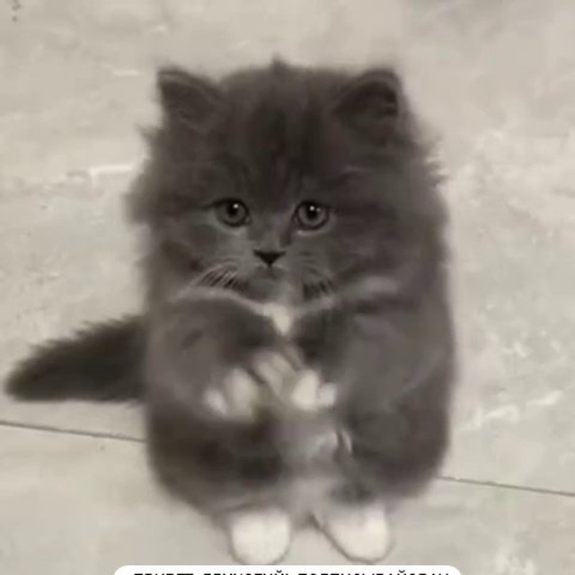 Milashki 🐱🐾