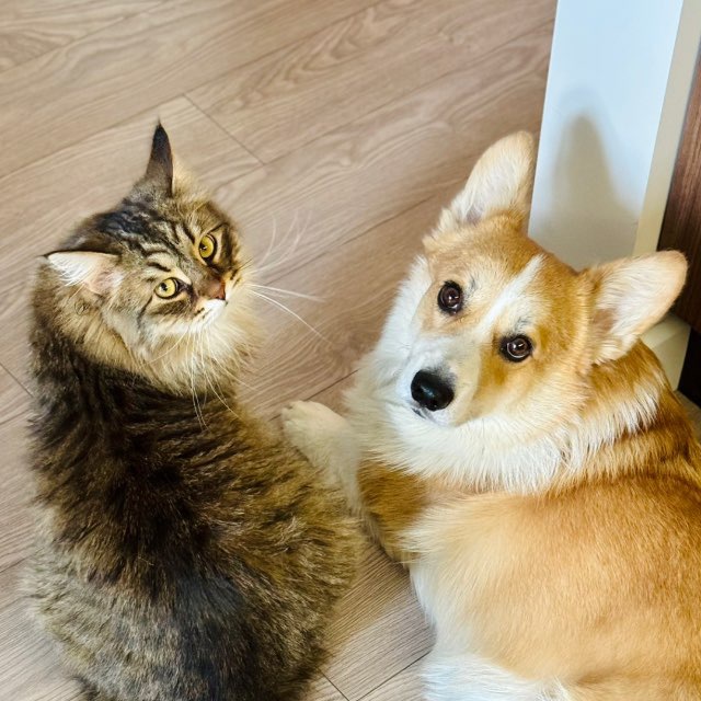 Кот Рик и Корги Морти