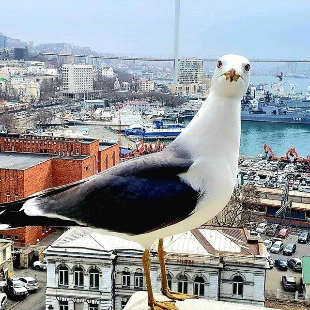 Бла бла бландинка