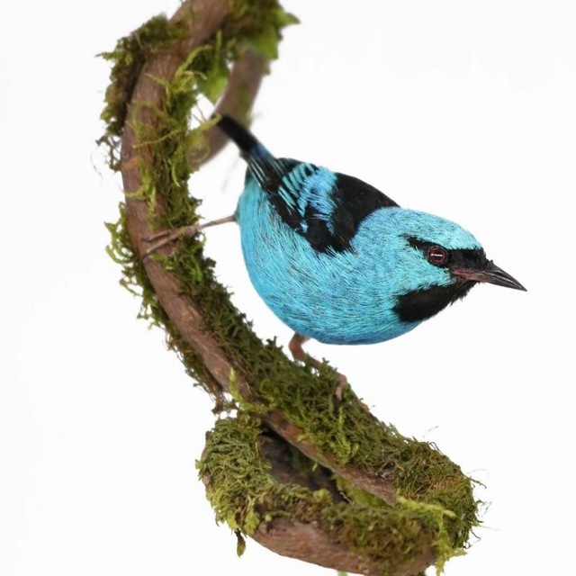 BirdTaxidermy | Таксидермия птиц