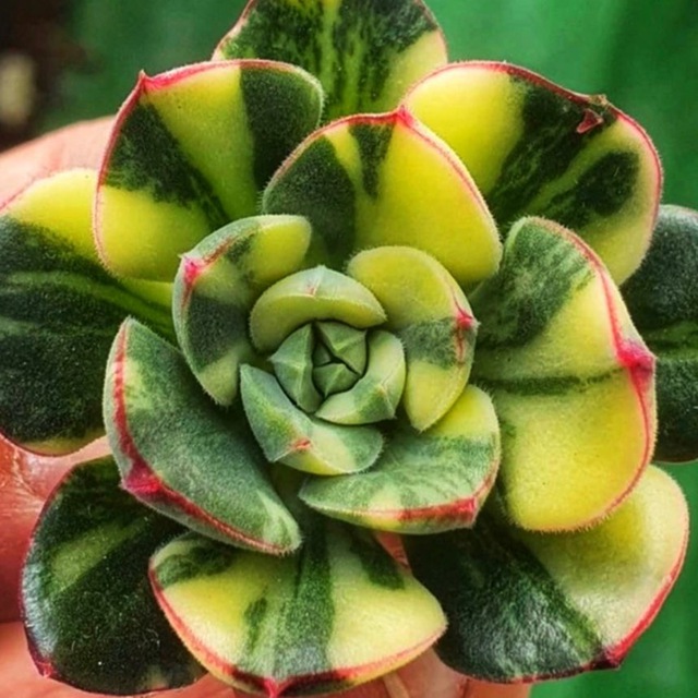 Сукки_Артурны🌿