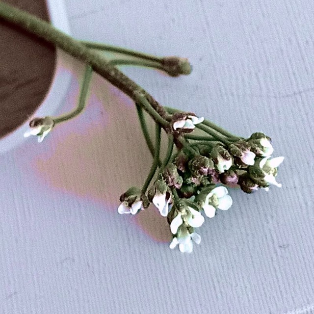 --- 𝘅𝗹𝘂𝗰𝗶𝗱-𝟭𝟯 &-