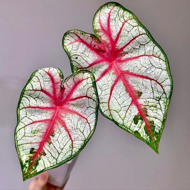 Botanica_caladium