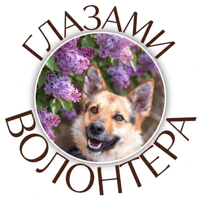 ПУШИСТЫЙ ДРУГ | glazami volontera