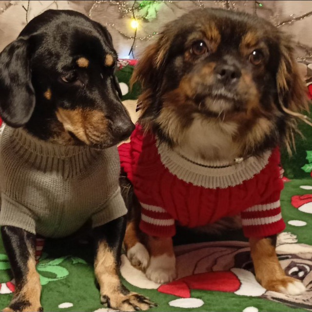 🐶Мои хвостатые друзья🐱