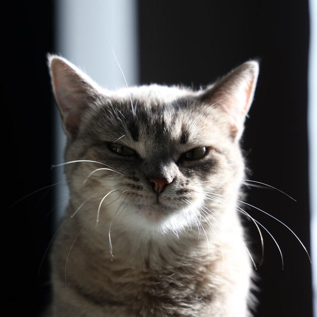 FeeriTheme Photo