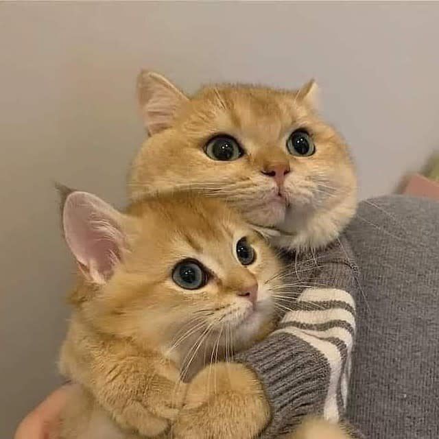 yes cat lover