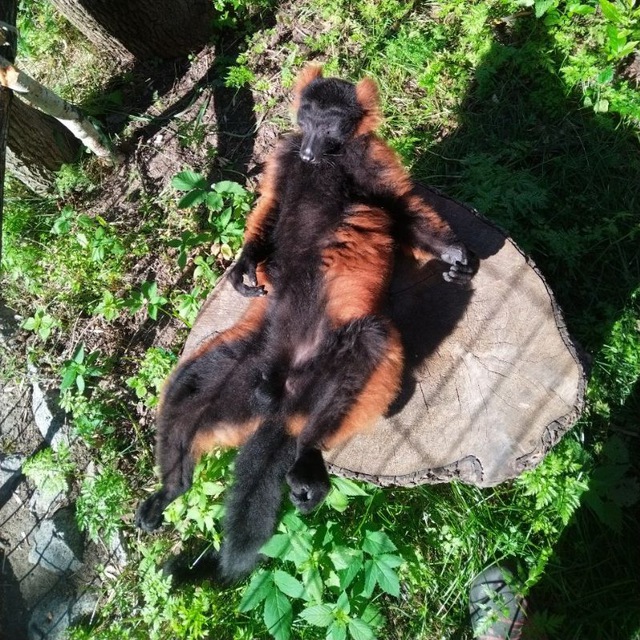 Не только Приматы🐒