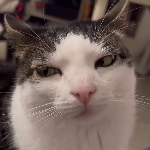 Catельная