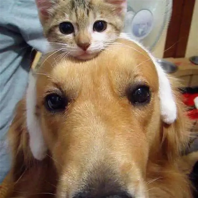 Эти забавные животные 😂