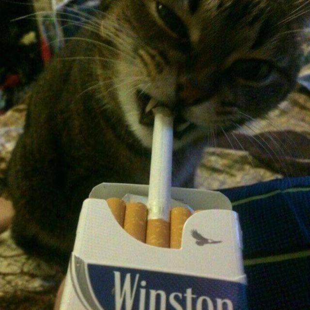meowkaxd