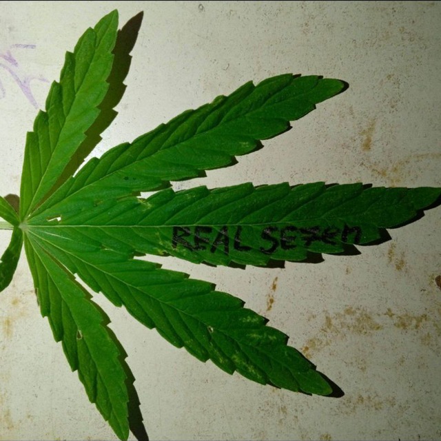 Real se7en