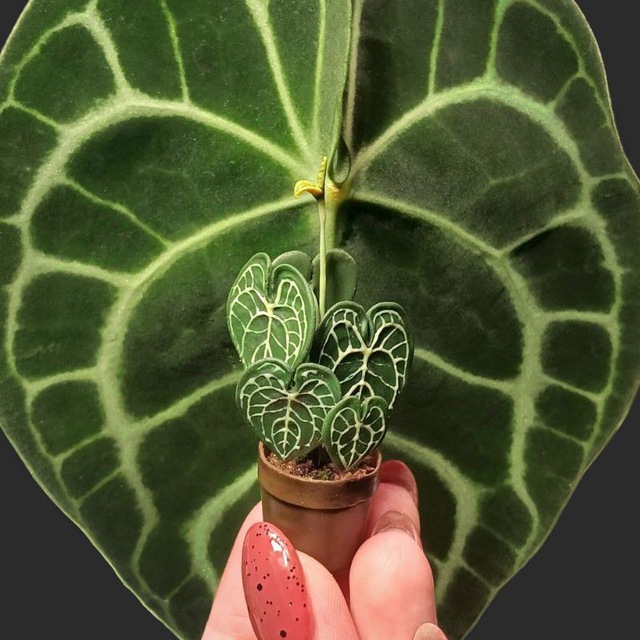 Делика🌿 зеленая полка