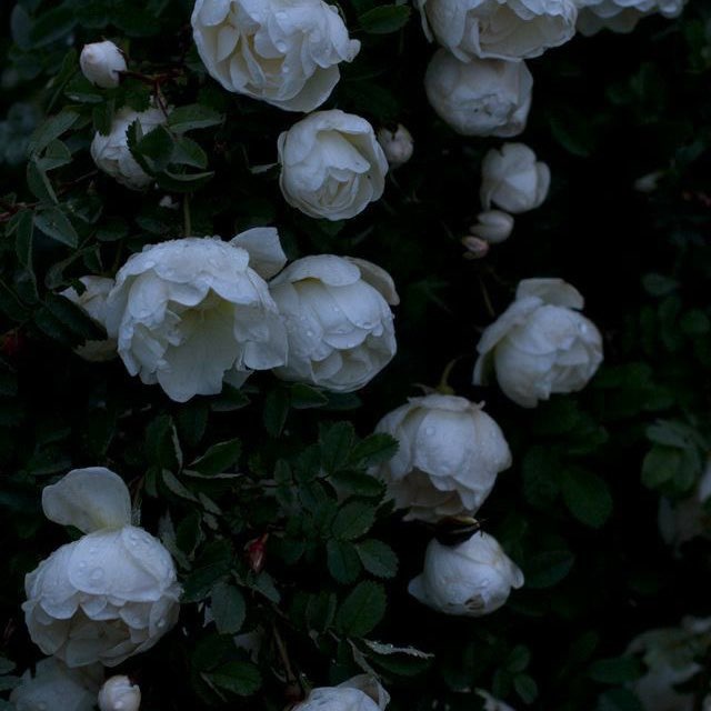 [•Anirk•]
