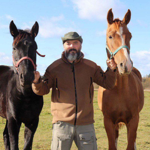Morozov Horses