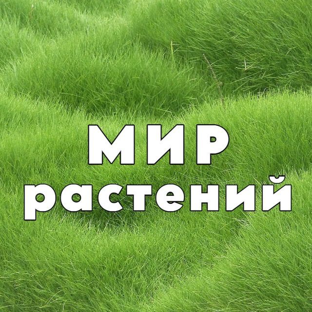Мир Растений 🌳 дача