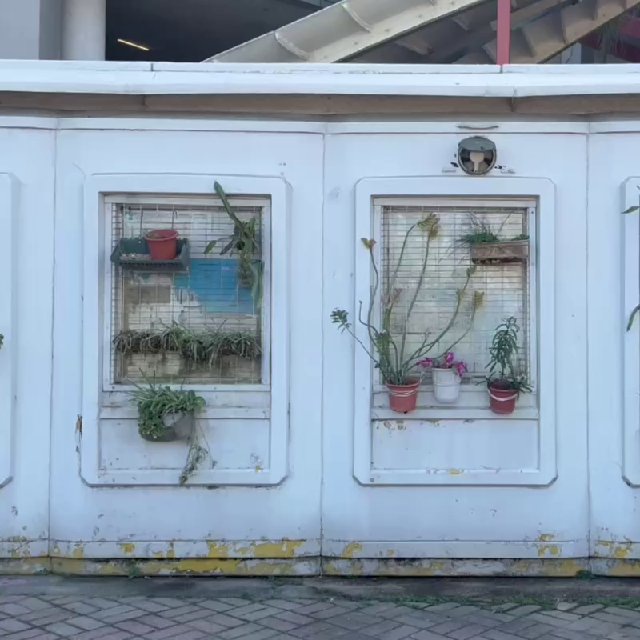 ЗМЯУ концерты