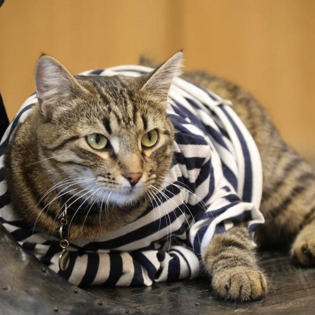 Кот Матрос