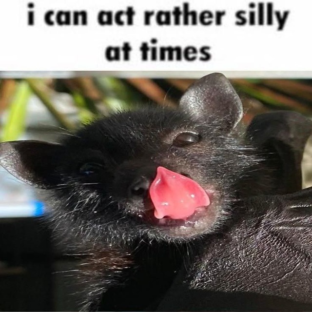 bstard🦇